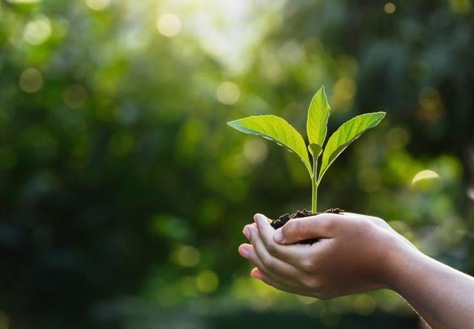 hand children holding young plant with sunlight on green nature background. concept eco earth day